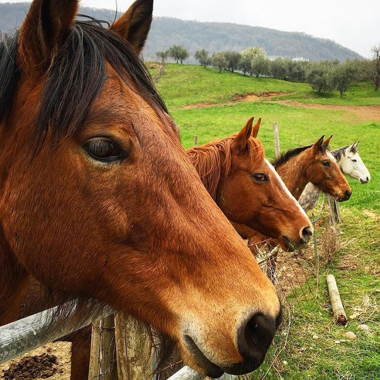 Agriturismo Mazzeracca Bassano del Grappa Eksteriør billede